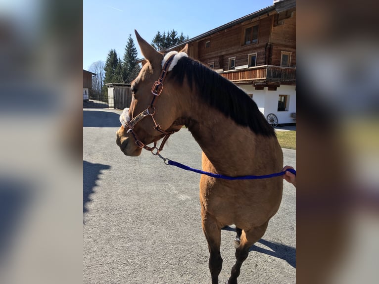 American Quarter Horse Mare 8 years 15,1 hh in Waidring