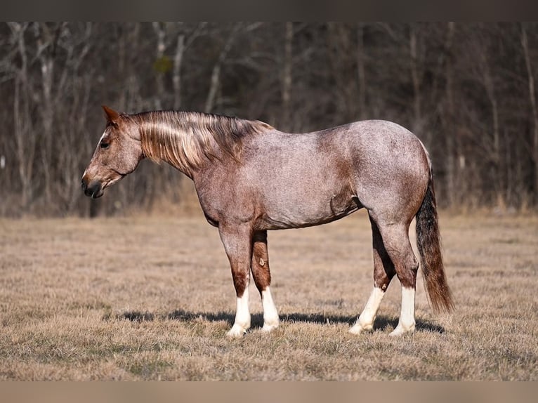 American Quarter Horse Mare 8 years 15.1 hh Roan-Red in Waco