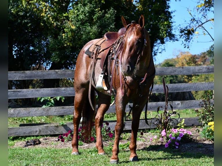 American Quarter Horse Mare 8 years 15,1 hh Roan-Red in Rebersburg