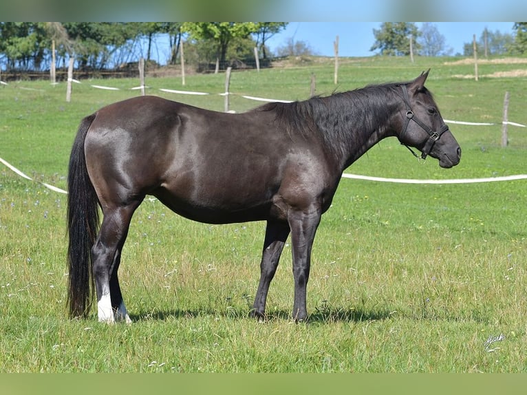 American Quarter Horse Mare 8 years 15,2 hh Black in Příbram