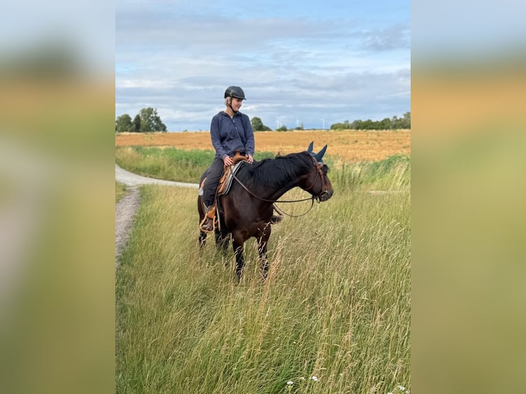 American Quarter Horse Mare 8 years 15.2 hh Brown in Königslutter am Elm