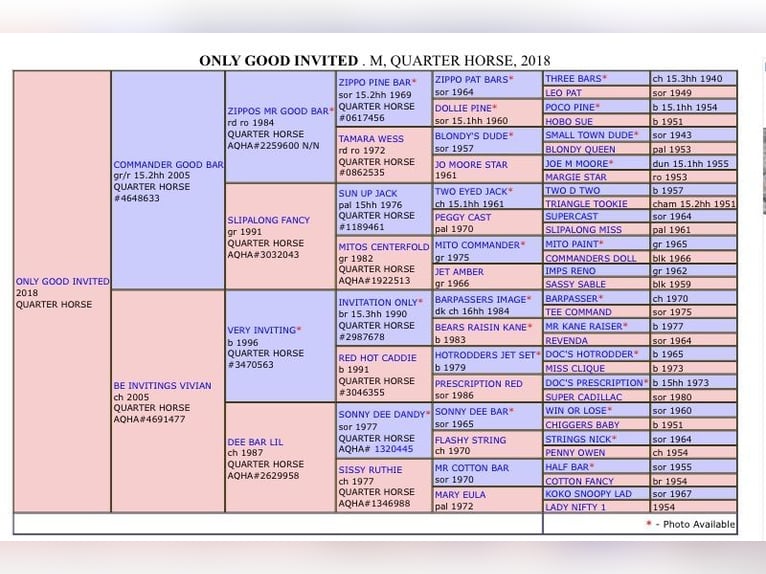 American Quarter Horse Mare 8 years 15.2 hh Can be white in Schaffhausen