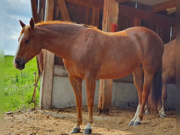 American Quarter Horse Mix Mare 8 years 15,2 hh Red Dun in Hartenstein