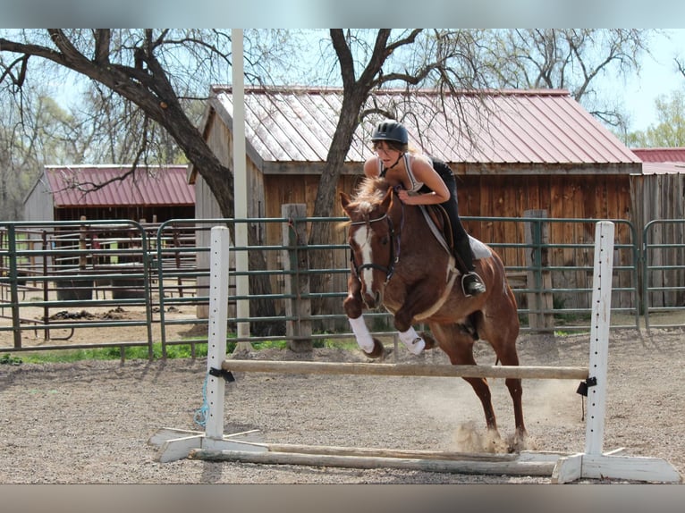 American Quarter Horse Mare 8 years 15.2 hh Roan-Red in Fort Collins CO