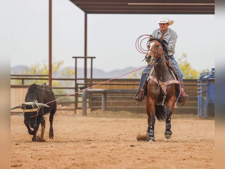 American Quarter Horse Mare 8 years 15 hh Bay in Wickenburg