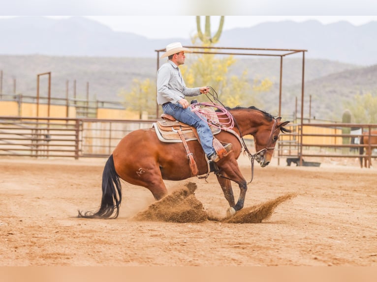 American Quarter Horse Mare 8 years 15 hh Bay in Wickenburg
