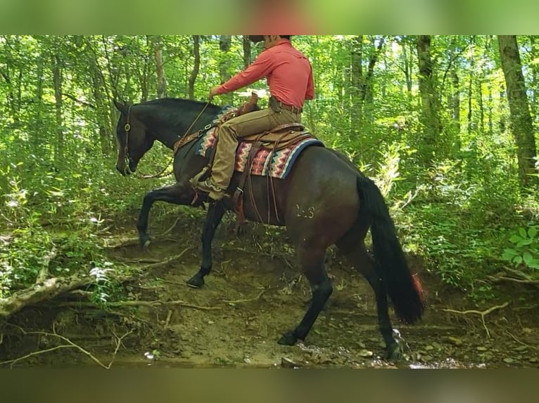 American Quarter Horse Mare 8 years 15 hh Bay in Robards, KY
