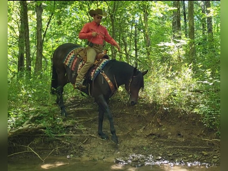 American Quarter Horse Mare 8 years 15 hh Bay in Robards, KY