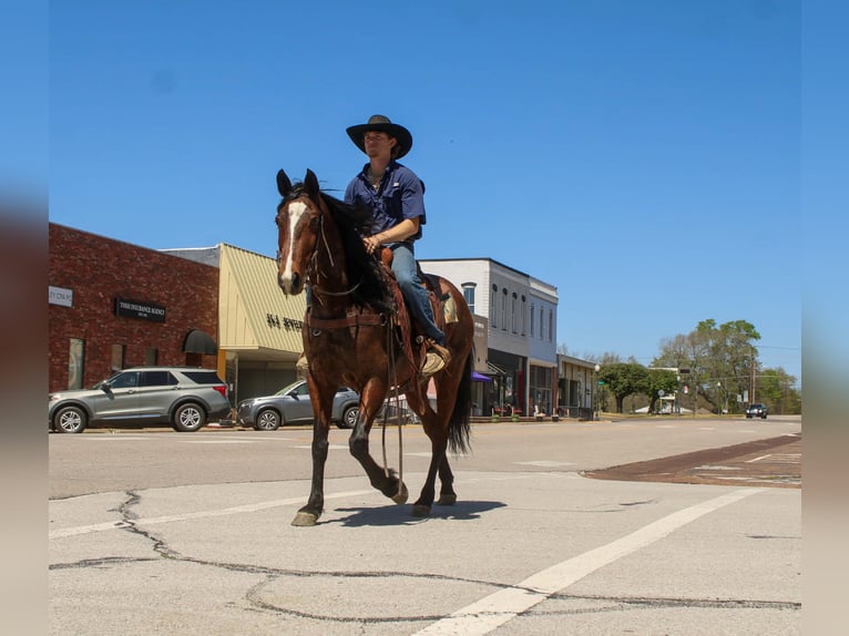 American Quarter Horse Mare 8 years 15 hh Bay in Rusk