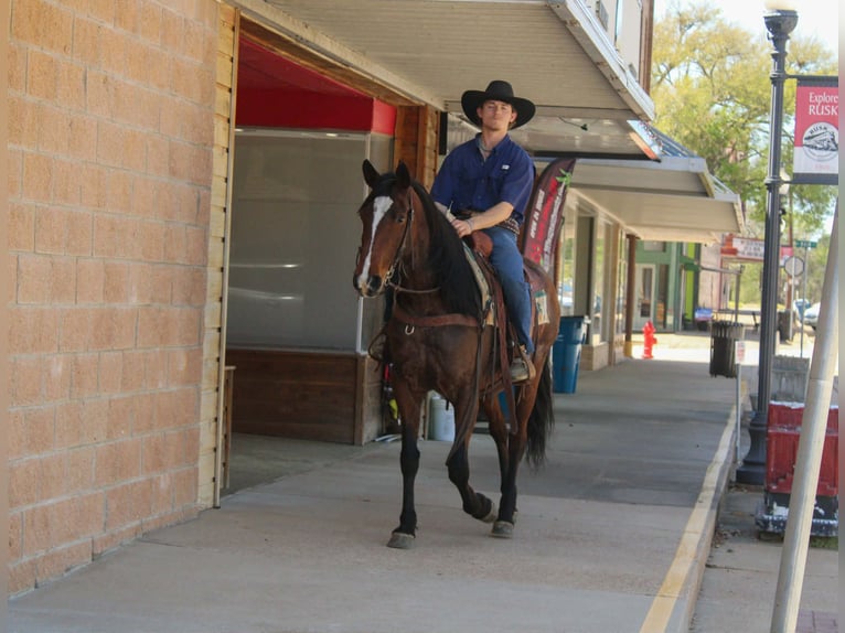 American Quarter Horse Mare 8 years 15 hh Bay in Rusk