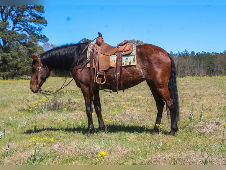 American Quarter Horse Mare 8 years 15 hh Bay in Rusk