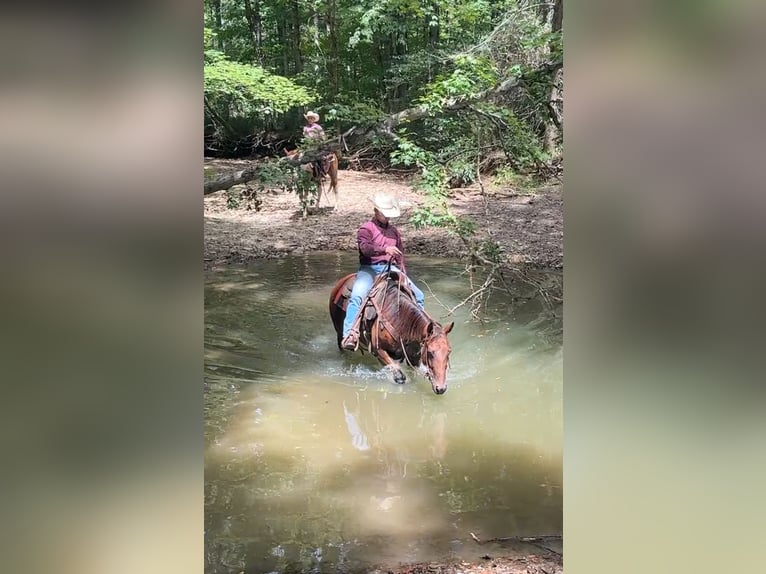 American Quarter Horse Mare 8 years 15 hh Bay in Henderson