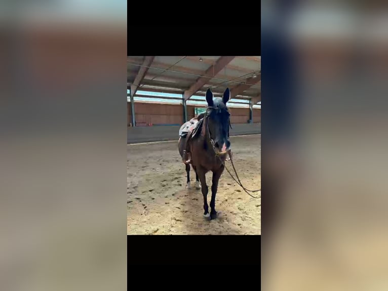 American Quarter Horse Mare 8 years 15 hh Black in Oberostendorf