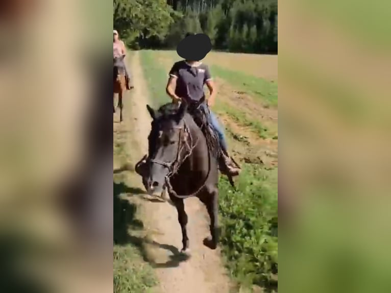 American Quarter Horse Mare 8 years 15 hh Black in Oberostendorf