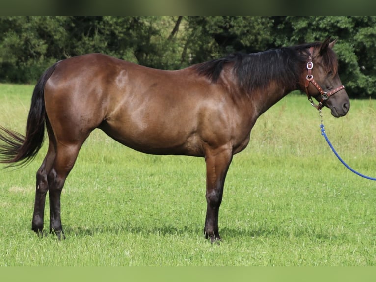 American Quarter Horse Mare 8 years 15 hh Black in SchwarzachSchwarzach