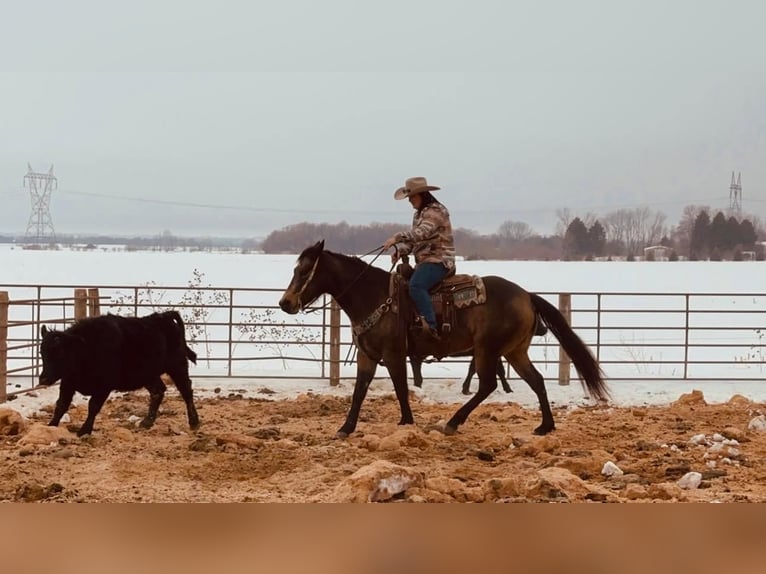 American Quarter Horse Mare 8 years 15 hh Buckskin in Valley Springs, SD