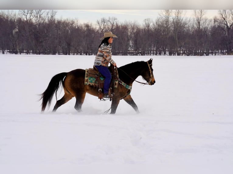 American Quarter Horse Mare 8 years 15 hh Buckskin in Valley Springs, SD