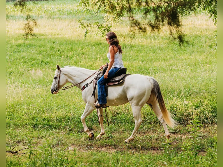 American Quarter Horse Mare 8 years 15 hh Buckskin in Auburn KY