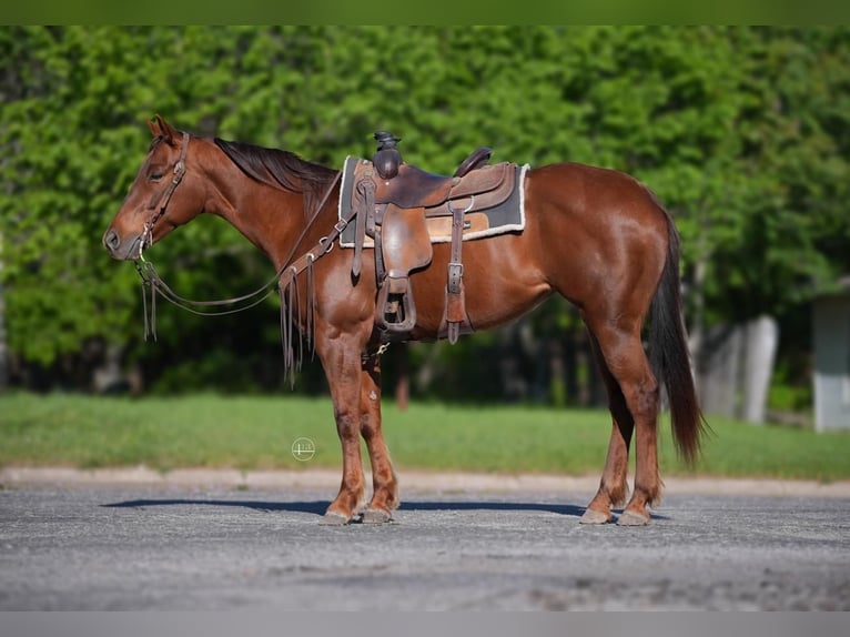 American Quarter Horse Mare 8 years 15 hh Chestnut in Weatherford, TX