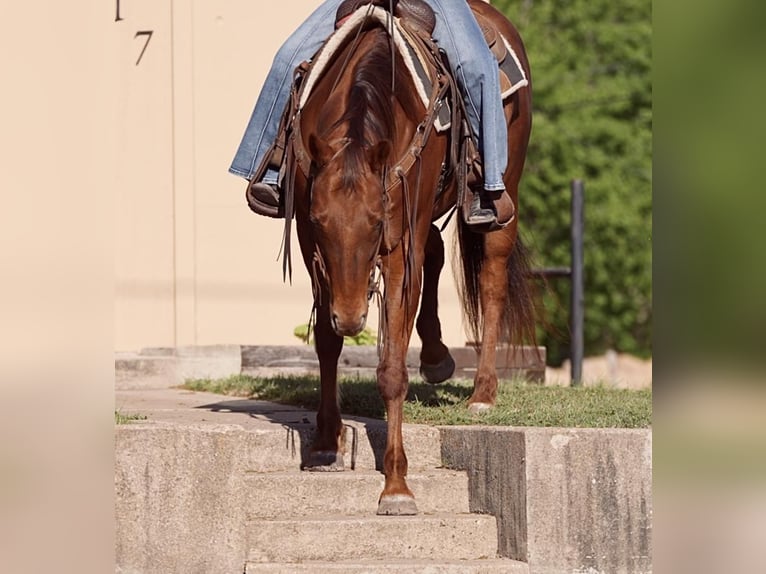 American Quarter Horse Mare 8 years 15 hh Chestnut in Weatherford, TX