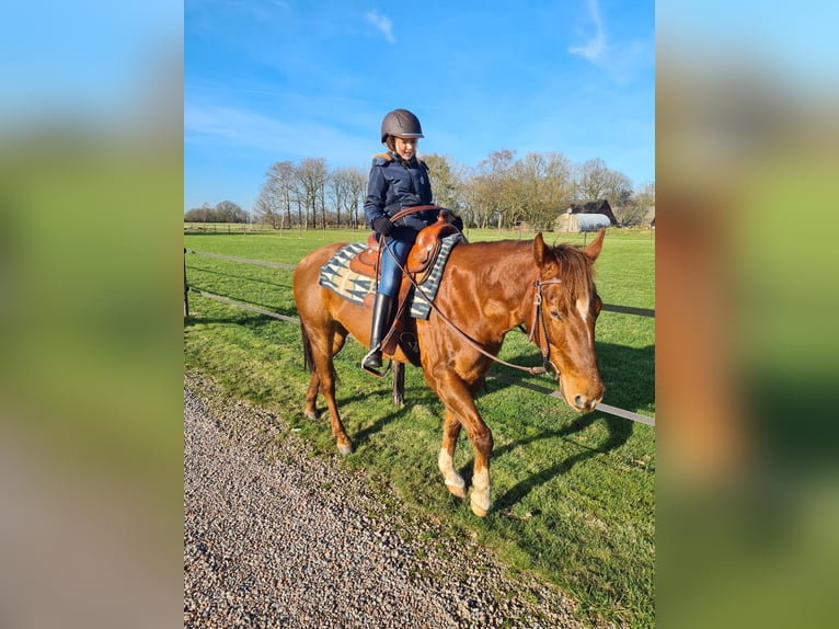 American Quarter Horse Mare 8 years 15 hh Chestnut in Onstwedde