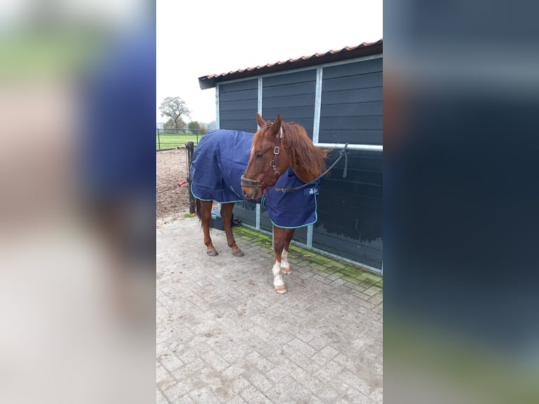 American Quarter Horse Mare 8 years 15 hh Chestnut in Onstwedde