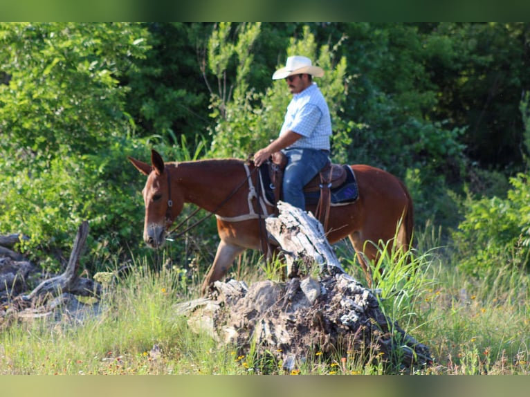 American Quarter Horse Mare 8 years 15 hh Chestnut in Stephenville TX
