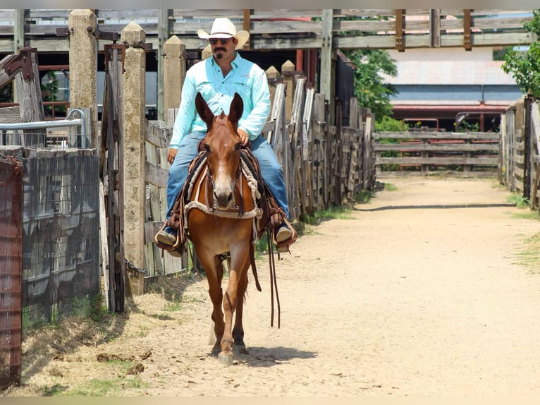 American Quarter Horse Mare 8 years 15 hh Chestnut in Stephenville TX