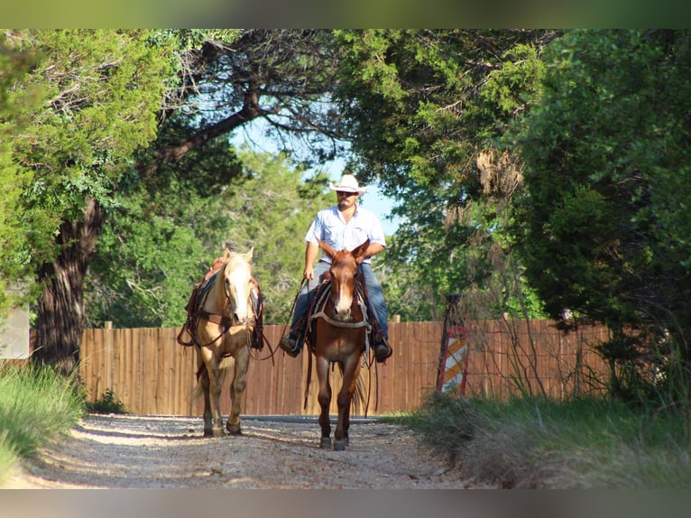 American Quarter Horse Mare 8 years 15 hh Chestnut in Stephenville TX