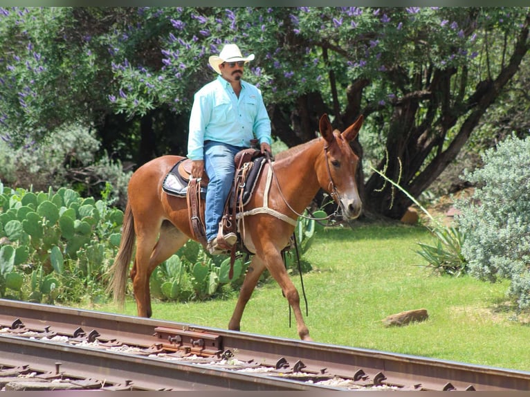 American Quarter Horse Mare 8 years 15 hh Chestnut in Stephenville TX