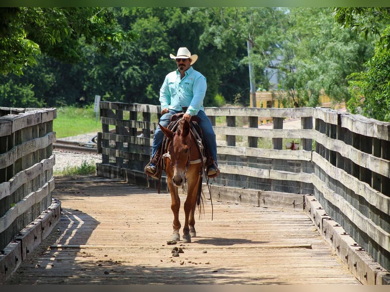 American Quarter Horse Mare 8 years 15 hh Chestnut in Stephenville TX
