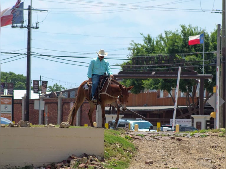 American Quarter Horse Mare 8 years 15 hh Chestnut in Stephenville TX