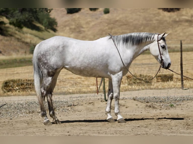 American Quarter Horse Mare 8 years 15 hh Grey in Tres Pinos