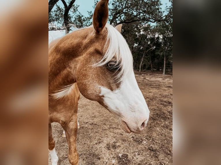 American Quarter Horse Mare 8 years 15 hh Palomino in Spring Branch, TX