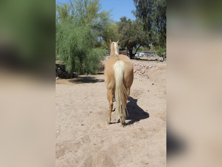American Quarter Horse Mare 8 years 15 hh Palomino in Cave Creek