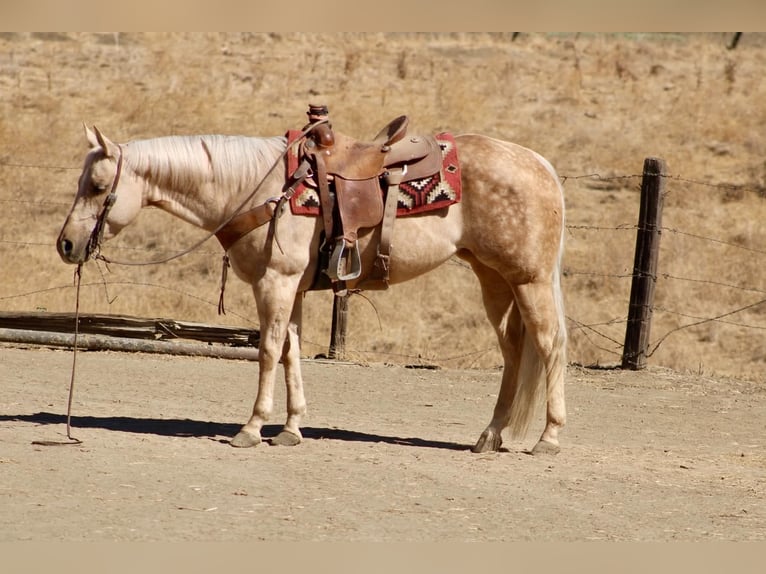 American Quarter Horse Mare 8 years 15 hh Palomino in Tres Pinos
