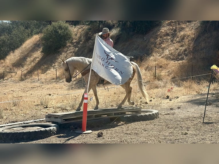 American Quarter Horse Mare 8 years 15 hh Palomino in Tres Pinos