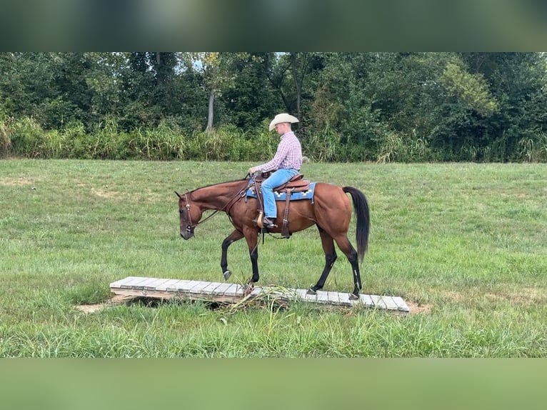 American Quarter Horse Mare 8 years 15 hh in Henderson