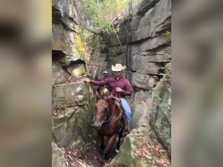 American Quarter Horse Mare 8 years 15 hh in Henderson