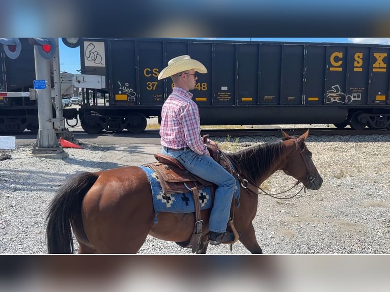 American Quarter Horse Mare 8 years 15 hh in Henderson