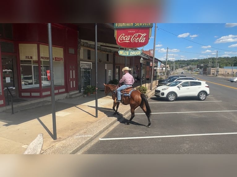 American Quarter Horse Mare 8 years 15 hh in Henderson