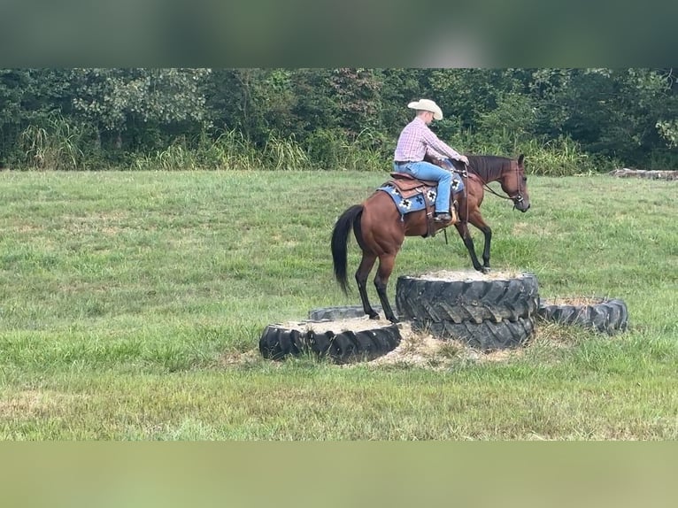 American Quarter Horse Mare 8 years 15 hh in Henderson
