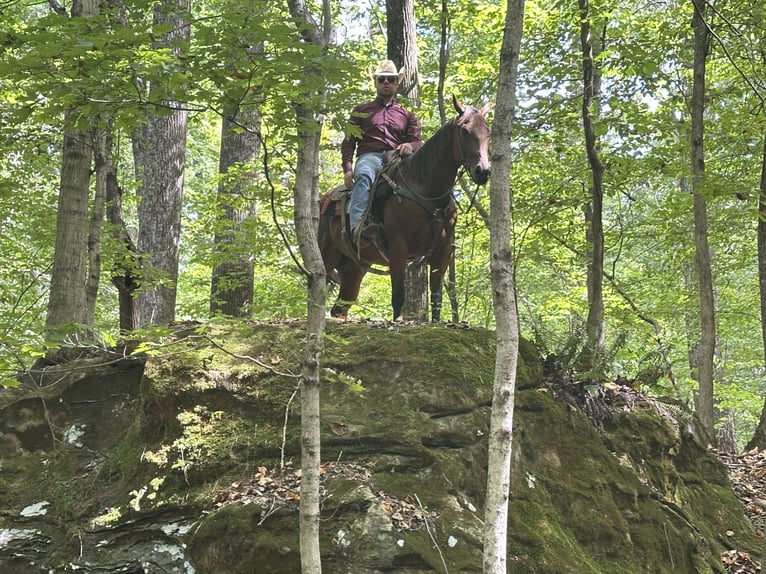 American Quarter Horse Mare 8 years 15 hh in Henderson