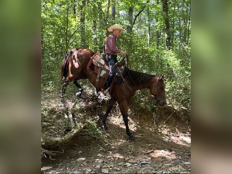 American Quarter Horse Mare 8 years 15 hh in Henderson