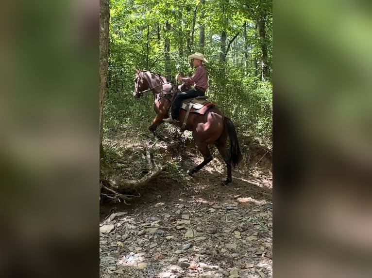 American Quarter Horse Mare 8 years 15 hh in Henderson