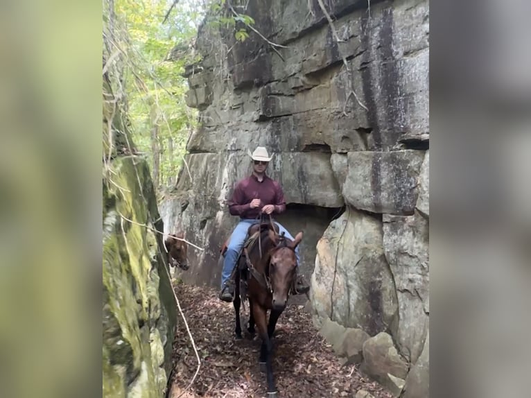 American Quarter Horse Mare 8 years 15 hh in Henderson