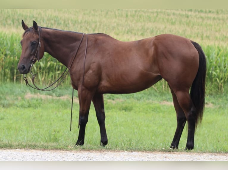 American Quarter Horse Mare 8 years 15 hh in Henderson