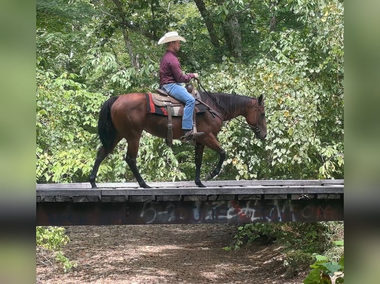 American Quarter Horse Mare 8 years 15 hh in Henderson