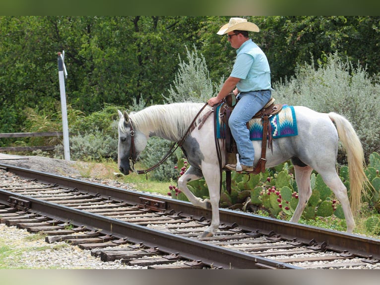 American Quarter Horse Mare 8 years 15 hh Tobiano-all-colors in Stephenville TX