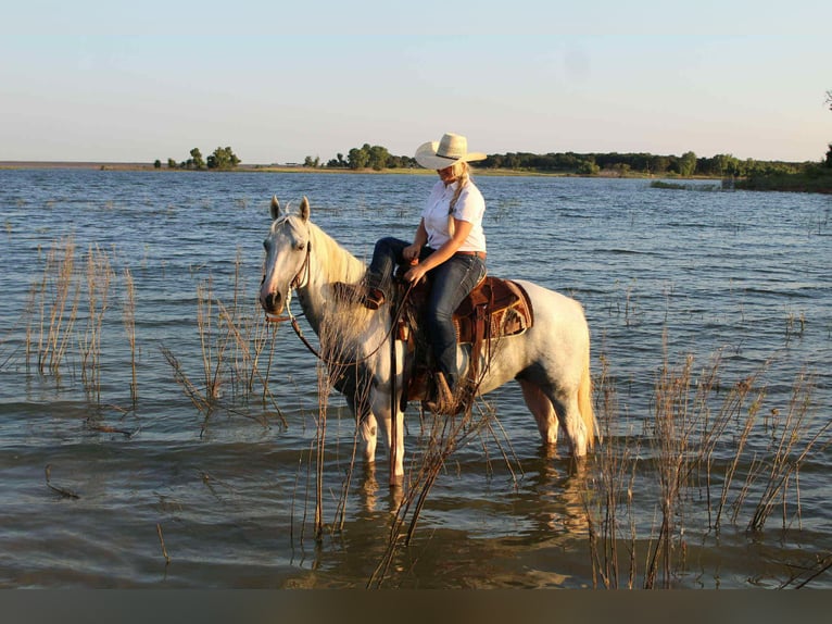 American Quarter Horse Mare 8 years 15 hh Tobiano-all-colors in Stephenville TX